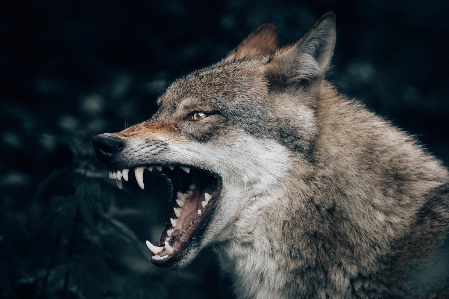 Discerning Digital Wolves